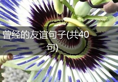 曾经的友谊句子(共40句)