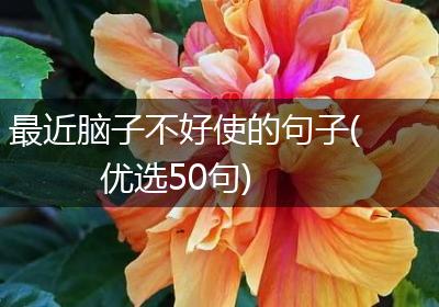 最近脑子不好使的句子(优选50句)
