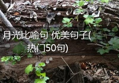 月光比喻句 优美句子(热门50句)