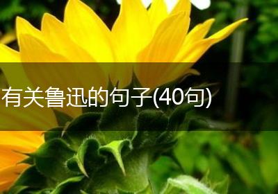 有关鲁迅的句子(40句)
