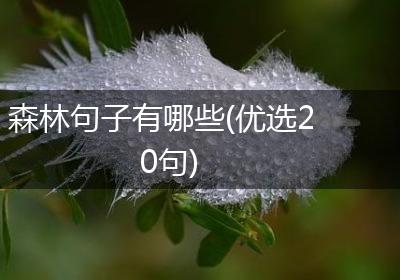 森林句子有哪些(优选20句)