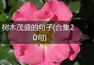 树木茂盛的句子(合集20句)