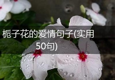 栀子花的爱情句子(实用50句)