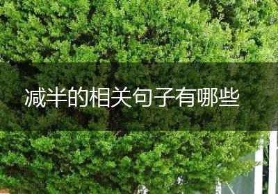 减半的相关句子有哪些