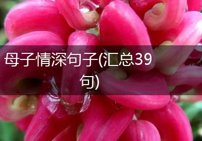 母子情深句子(汇总39句)