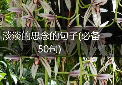 淡淡的思念的句子(必备50句)