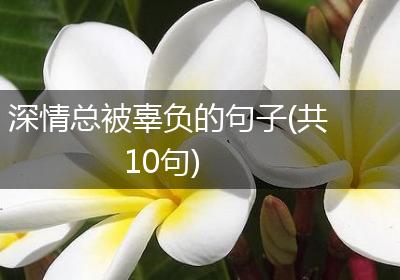 深情总被辜负的句子(共10句)