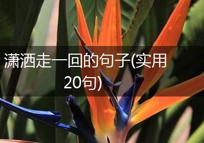 潇洒走一回的句子(实用20句)