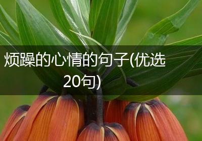 烦躁的心情的句子(优选20句)