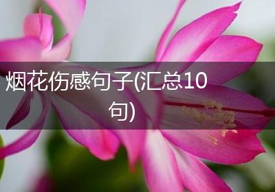 烟花伤感句子(汇总10句)