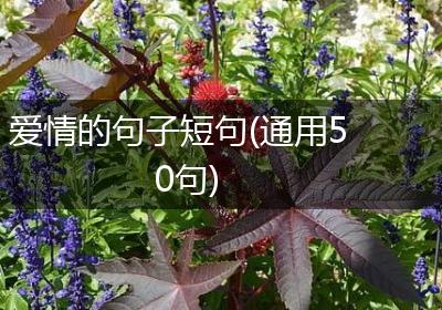 爱情的句子短句(通用50句)
