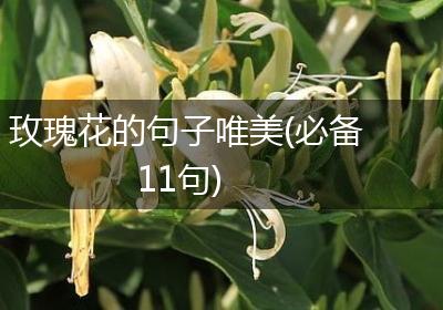 玫瑰花的句子唯美(必备11句)