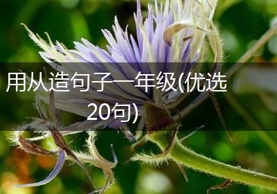用从造句子一年级(优选20句)
