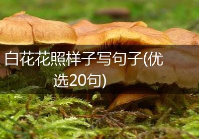 白花花照样子写句子(优选20句)
