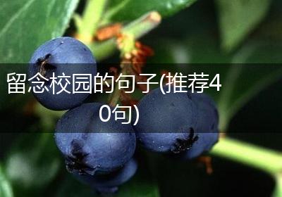 留念校园的句子(推荐40句)