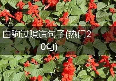 白驹过隙造句子(热门20句)