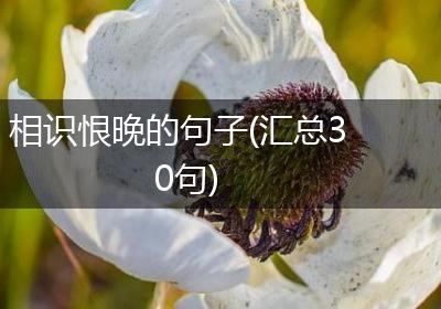 相识恨晚的句子(汇总30句)