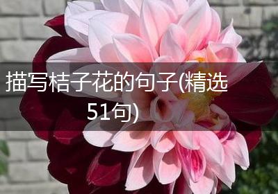 描写桔子花的句子(精选51句)