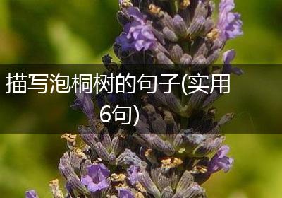 描写泡桐树的句子(实用6句)