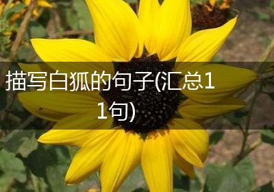 描写白狐的句子(汇总11句)