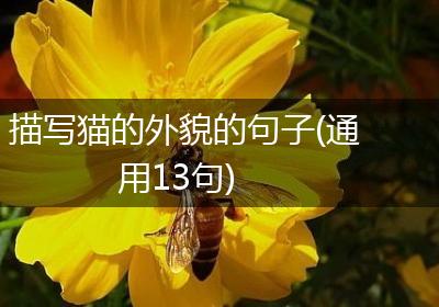 描写猫的外貌的句子(通用13句)