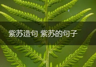 紫苏造句 紫苏的句子