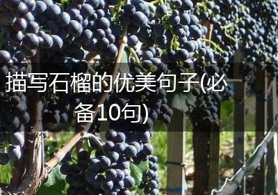 描写石榴的优美句子(必备10句)