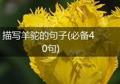描写羊驼的句子(必备40句)