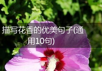 描写花香的优美句子(通用10句)