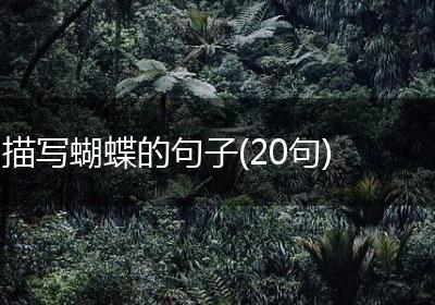 描写蝴蝶的句子(20句)