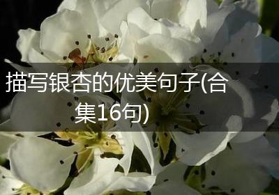 描写银杏的优美句子(合集16句)