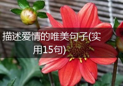 描述爱情的唯美句子(实用15句)