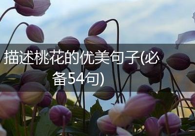 描述桃花的优美句子(必备54句)