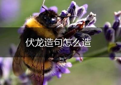 伏龙造句怎么造