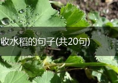 收水稻的句子(共20句)