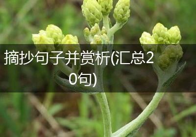 摘抄句子并赏析(汇总20句)
