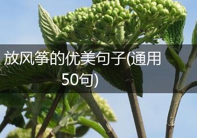 放风筝的优美句子(通用50句)
