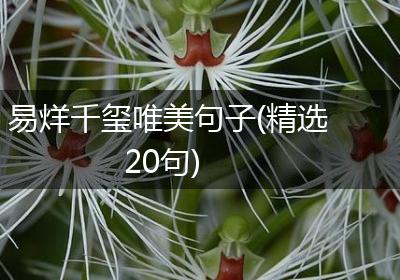易烊千玺唯美句子(精选20句)