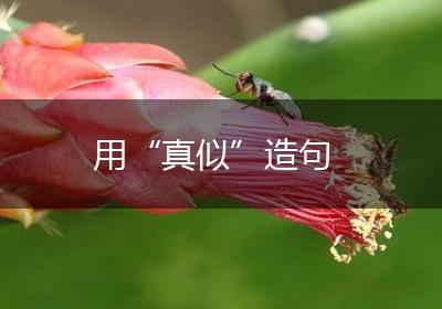 用“真似”造句