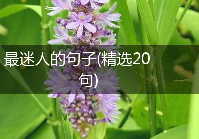 最迷人的句子(精选20句)
