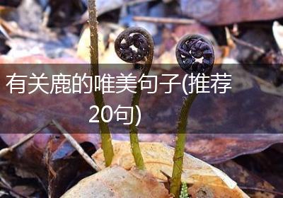 有关鹿的唯美句子(推荐20句)