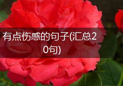 有点伤感的句子(汇总20句)
