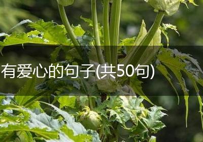 有爱心的句子(共50句)