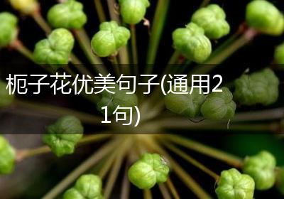 枙子花优美句子(通用21句)