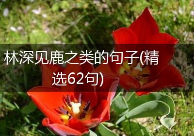 林深见鹿之类的句子(精选62句)