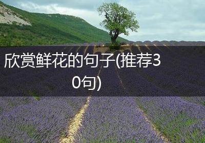 欣赏鲜花的句子(推荐30句)