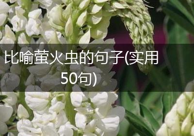 比喻萤火虫的句子(实用50句)