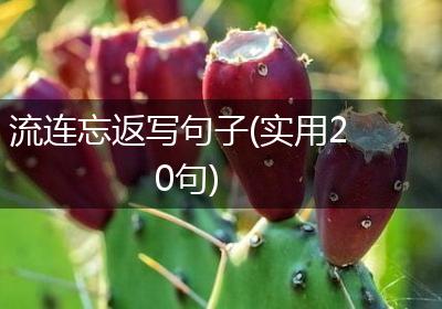 流连忘返写句子(实用20句)