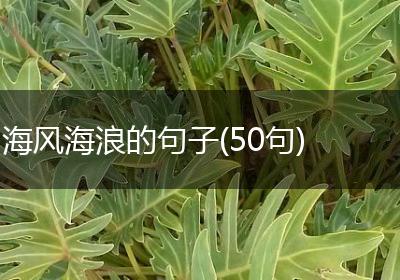 海风海浪的句子(50句)
