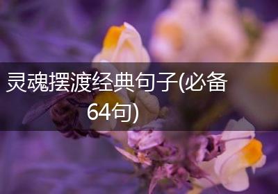 灵魂摆渡经典句子(必备64句)
